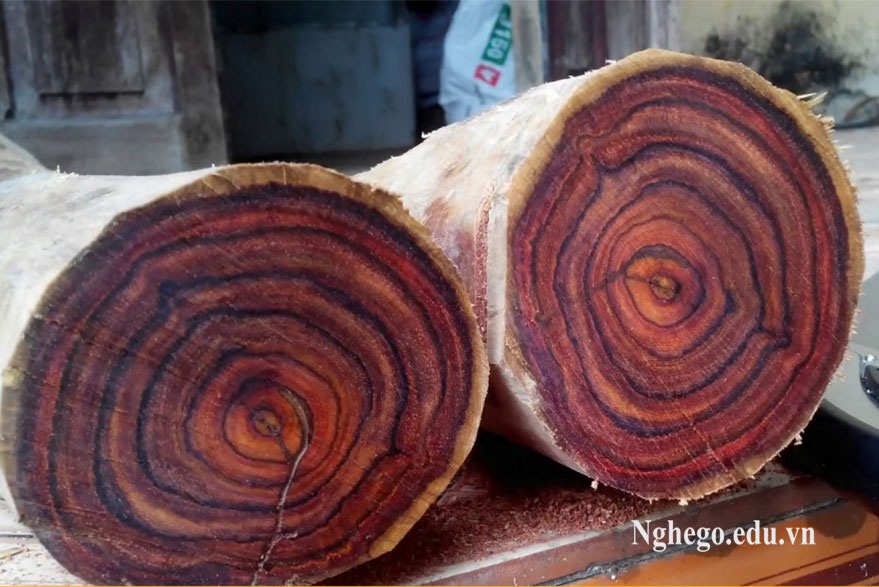 Tất tần tật về cây gỗ sưa - Nghego.edu.vn