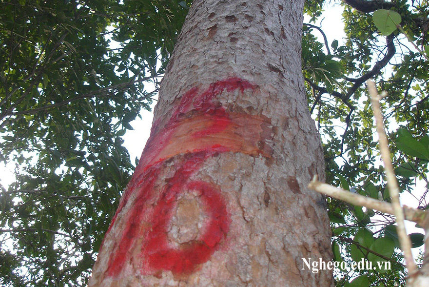 Thân cây gỗ sơn huyết