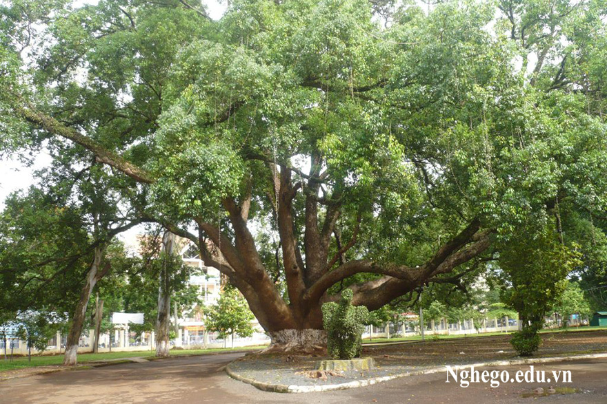 Cây long não