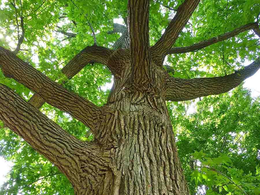 cây gỗ gụ
