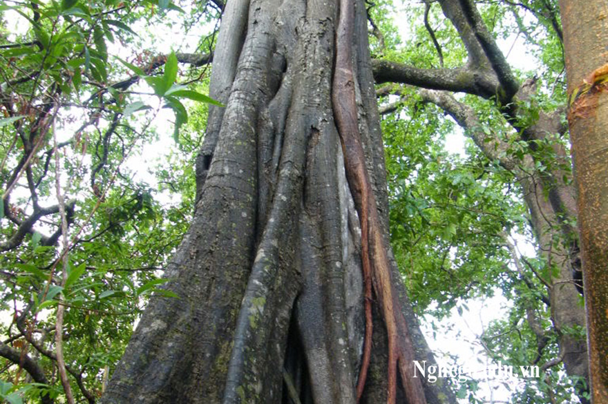 Tìm hiểu về cây gỗ mun